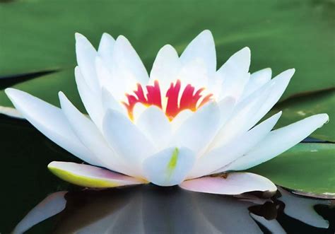 Chiudi gli occhi, assaggia e stupisciti. Significato Loto - Significato fiori - Significato fior di ...