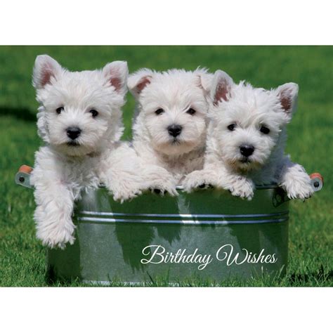 Animal Birthday Card Trio Of Westie Pups