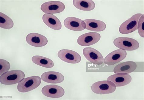 Frog Blood Nucleated Red Blood Cells 250x At 35mm Shows Nucleus