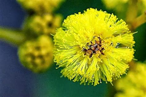 Historically the declaration of a national flower was linked to the issue of recognizing an official wattle day. What is the national flower of Australia? - Quora