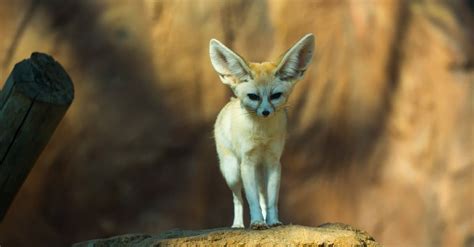 10 Incredible Fennec Fox Facts Wiki Point