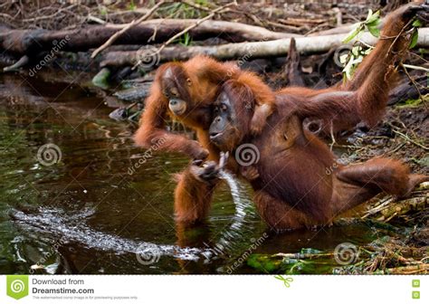 Law of the jungle is a hybrid reality show combining elements of drama and documentary. Female And Baby Orangutan Drinking Water From The River In ...