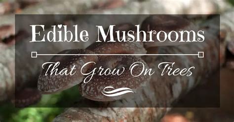 Edible Mushrooms That Grow On Trees 6 Bizarre And Shocking Ones 2022