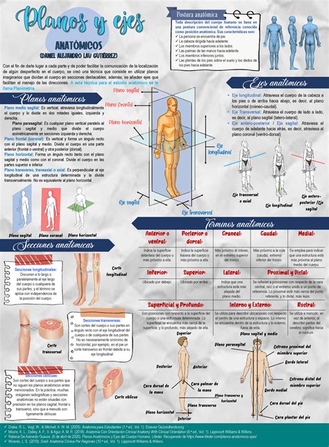 Infografía De Planos Anatómicos Ejes Y Planimetría Anatomía Humana
