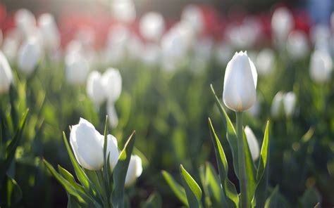 46 White Tulips Wallpaper