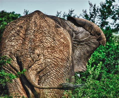 Elephant Hluhluwe Imfolozi Park Kwazulu Natal South Afri Flickr