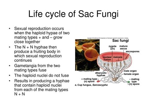 However, the members of fungi imperfecti, or 'deuteromycetes' lack sexual reproduction. PPT - Classification of Fungi PowerPoint Presentation - ID ...