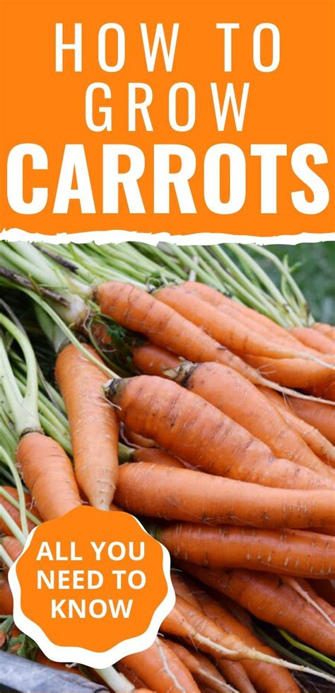 How To Grow Carrots From Seed To Harvest Gardening For Beginners