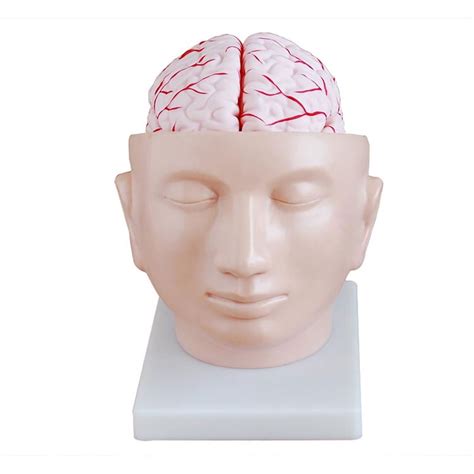 Buy Head Model With Brain Human Anatomy Head Skull Brain Cerebral