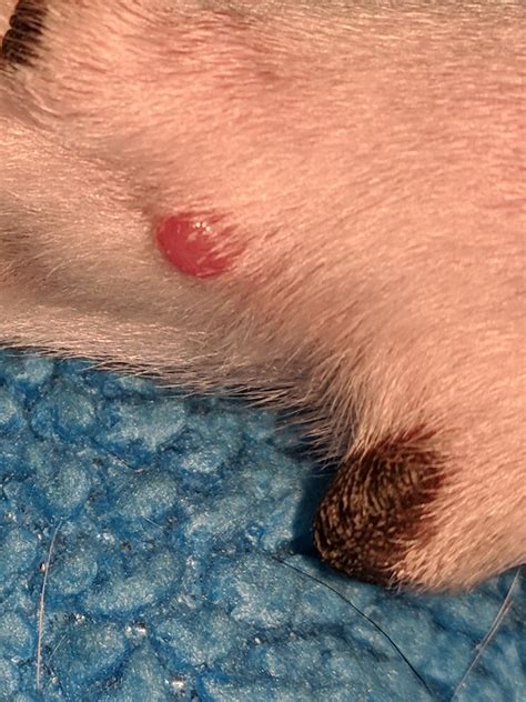 I Just Noticed A Boil Or Pimple Like Thing On My Dogs Paw I Have A Pic