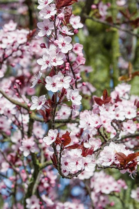 Pink Cherry Blossoms In Bloom Stock Image Image Of Blooming Blooms