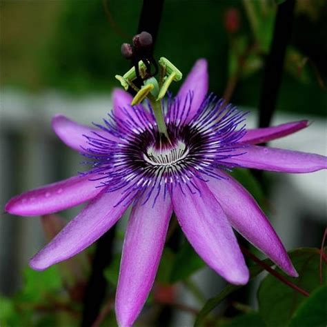 Flower Of The Passionfruit Passiflora Rainforest Flowers Passion