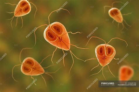Giardia Lamblia Flagellated Protozoan Parasite Digital Illustration Small Intestine