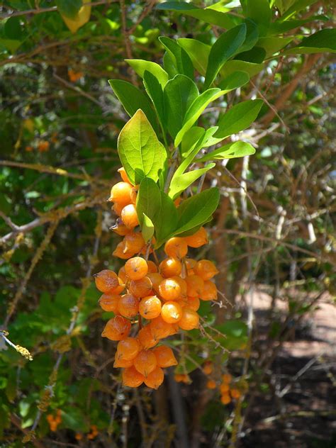 Free Photo Berries Berry Orange Orange Berry Exotic Bush Plant