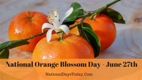 national orange blossom day 2023 why this day