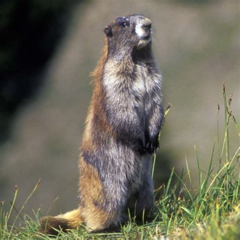 Us Fish And Wildlife Service — Meet The Species Marmoteering In