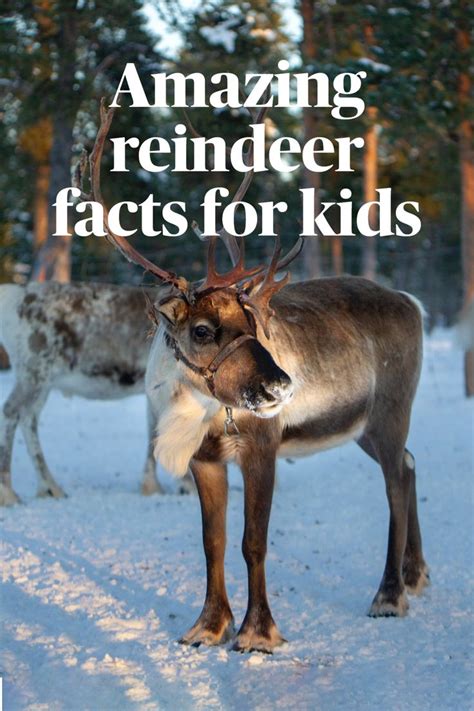 Discover Fascinating Reindeer Facts