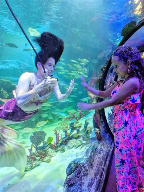 Meet The Mermaids At Sea Life Aquarium In Auburn Hills Michigan