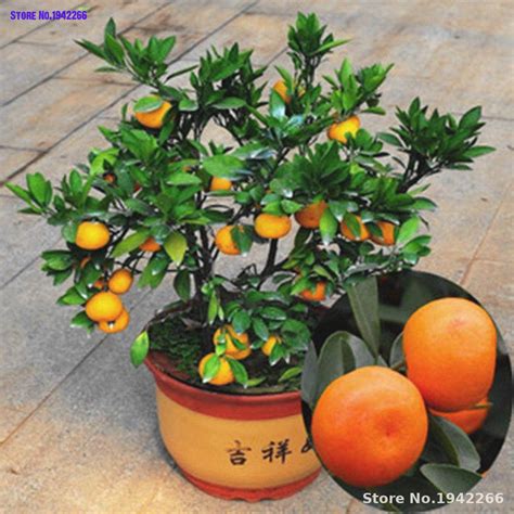 25 Pcs Bonsai Orange Potted Edible Tangerine Citrus Fruit