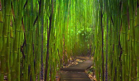 Wallpaper Sunlight Nature Wood Green Jungle Bamboo Rainforest