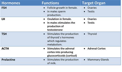Endocrine System - Health Sciences at Daily Life