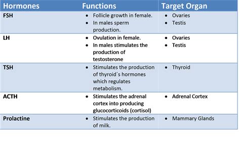 Endocrine System Health Sciences At Daily Life