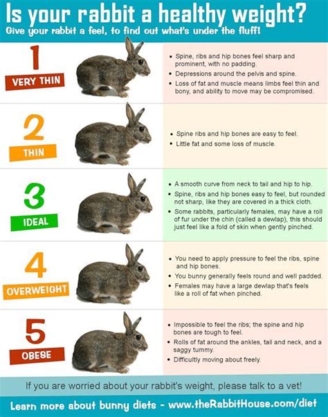 Monitoring Your Rabbits Weight Is So Important To Be Able To Spot