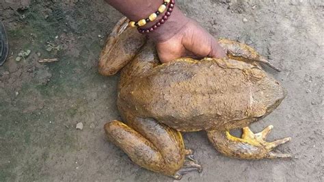 Is A Curse Not A Blessing The Worlds Largest Frog Weighing More Than