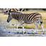 Cannundrums Burchells Zebra