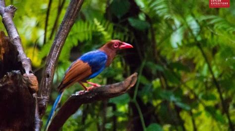 Endemic Birds Of Sri Lanka Bird Watching Tours Sri Lanka