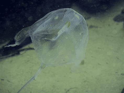Box Jellyfish Sting Animals Around The Globe