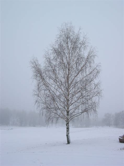 Free Images Landscape Tree Nature Branch Snow Cold Fog Mist