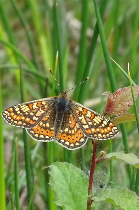 Marsh Fritillary Alners Gorse Dorset Butterflies