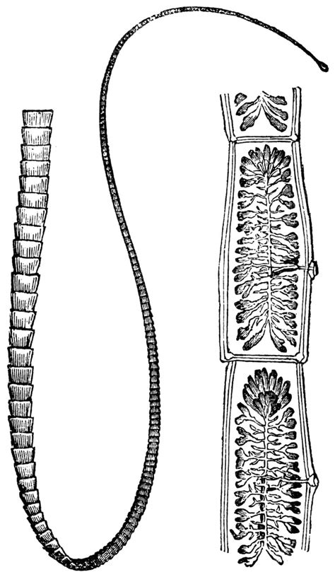 Pork Tapeworm Or Taenia Solium Vintage Engraving Zoological Tape Larvae