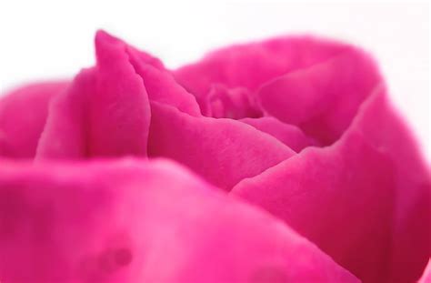 Hd Wallpaper Pink Rose Close Up Close Up Photography Of Pink Rose