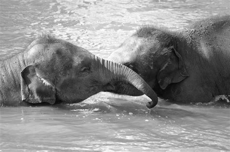 Two Baby Elephants Playing At The Chester Zoo Larissa Barker Flickr