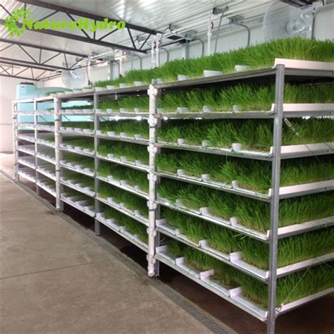 Source Large Plastic Greenhouse Hydroponic Fodder Trays On Malibaba