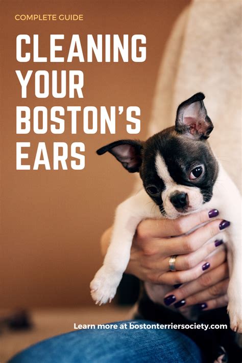 Here are various natural remedies to clean your ears. Guide: How to Properly Clean a Boston Terrier's Ears ...