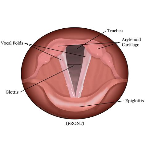 Anatomy Of Your Throat