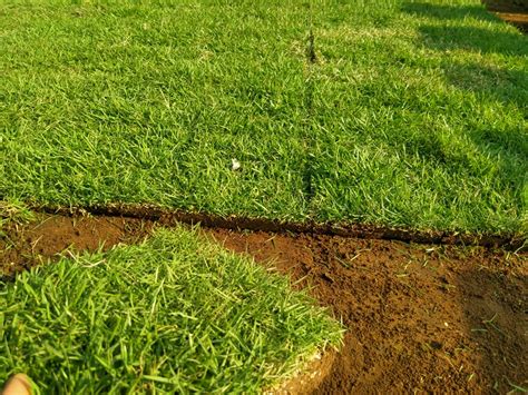 Harga Rumput Jepang Per Meter Persegi - JUAL RUMPUT TAMAN