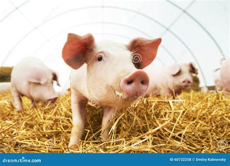 Young Piglet On Hay At Pig Farm Stock Photo Image Of Nose Meat 60732258