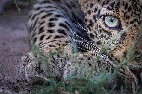 Half A Leopards Face Panthera Pardus As It Crouches Low To The