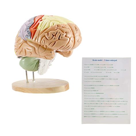 Buy Human Brain Model For Neuroscience Teaching With Labels 2 Times