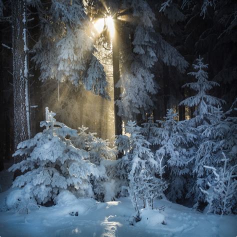 Winter Traum Foto And Bild Gefroren Wald Sonne Bilder Auf Fotocommunity