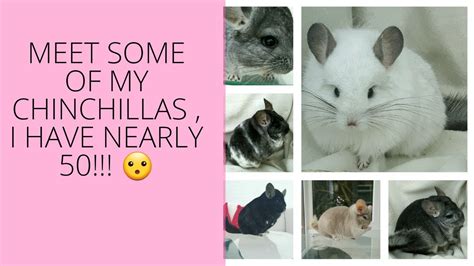 meet some of my chinchillas i have nearly 50 youtube