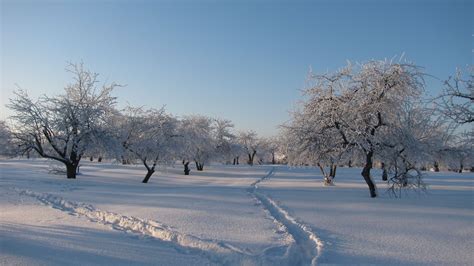 Download Wallpaper 1920x1080 Garden Winter Traces Tracks Snow