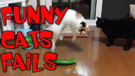 Funniest Cats Video Cats Fails Cats Really Afraid Cucumber Shtv