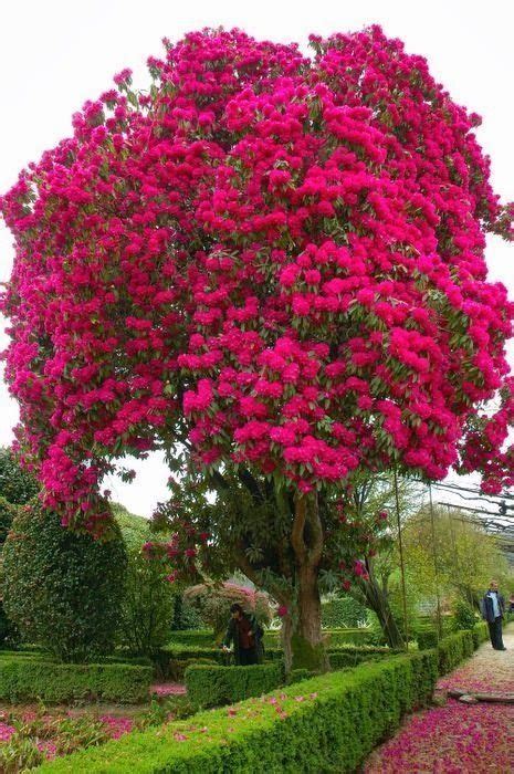 Pin By Galal Ahmad On Treemendous Beautiful Flowers Flowering