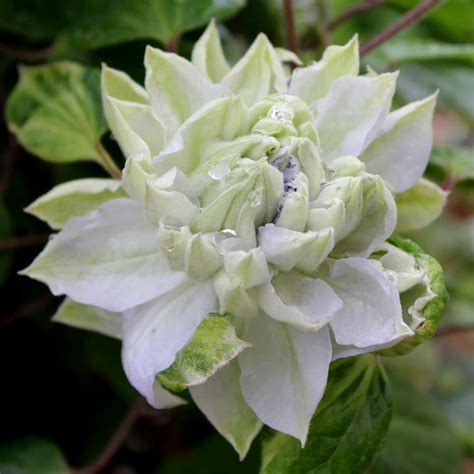 Clematis viticaulis aka millboro leatherflower clematis. Diamond Ball Clematis | Spring Meadow - wholesale liners ...