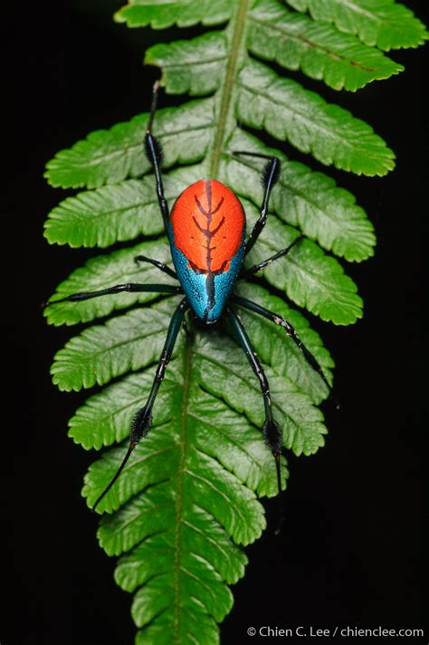 Red And Blue Opadometa Leucauge Sarawakensis ♀ Beautiful Bugs Bugs